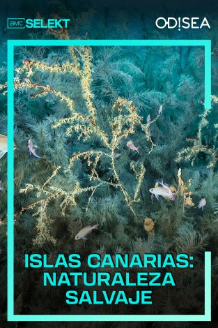 Islas Canarias: naturaleza salvaje. Islas Canarias: naturaleza salvaje 
