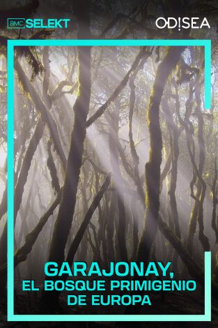 Garajonay, el bosque primigenio de Europa