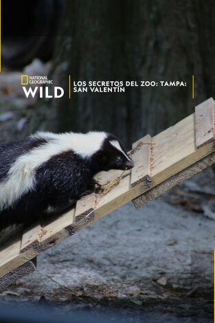 Los secretos del zoo: Tampa: San Valentín