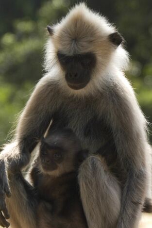 Monkey City. Monkey City: La ira del dios mono