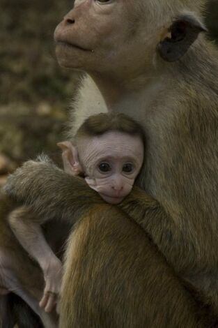 Monkey City. Monkey City: Monstruos en el mercado