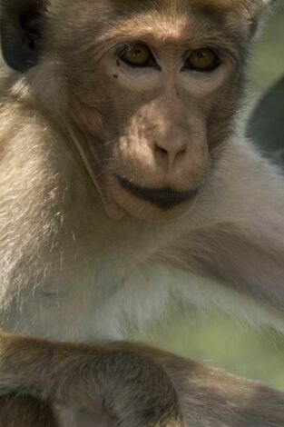 Monkey City. Monkey City: La rebelión de los Garras Negras