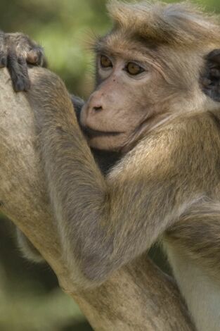Monkey City. Monkey City: Entre bastidores