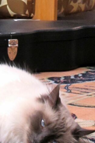 El encantador de gatos. T(T3). El encantador de... (T3): ¡Mi gato se lo come todo!