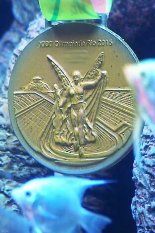 Acuarios XXL. T(T6). Acuarios XXL (T6): A por el oro del pez dorado