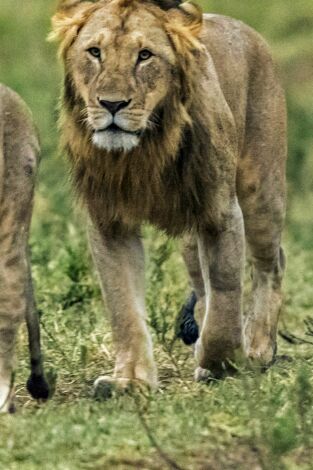 Grandes felinos. Grandes felinos: Batalla en las planicies