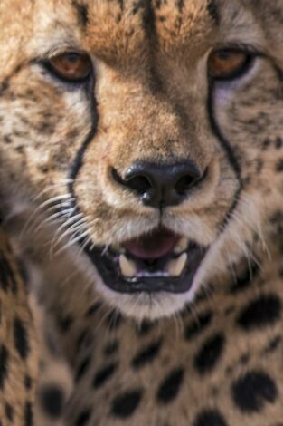 Grandes felinos. Grandes felinos: Rostros en las sombras