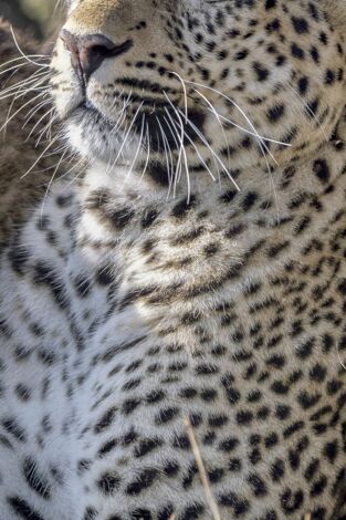 Grandes felinos. Grandes felinos: Supervivientes de la sabana