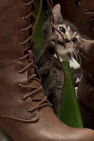 El encantador de gatos. T(T10). El encantador de... (T10): Un gato feroz