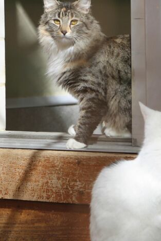 El encantador de gatos. T(T10). El encantador de... (T10): Amigos mininos