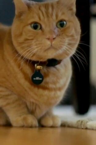 El encantador de gatos. T(T10). El encantador de... (T10): Baby, el gato acosador