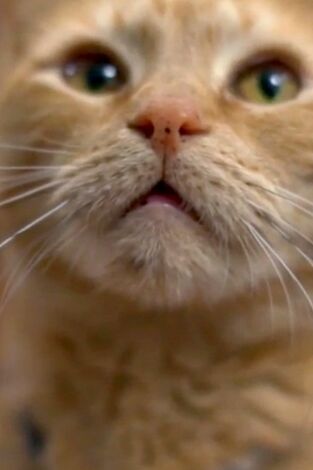 El encantador de gatos. T(T10). El encantador de... (T10): Hermana agresiva