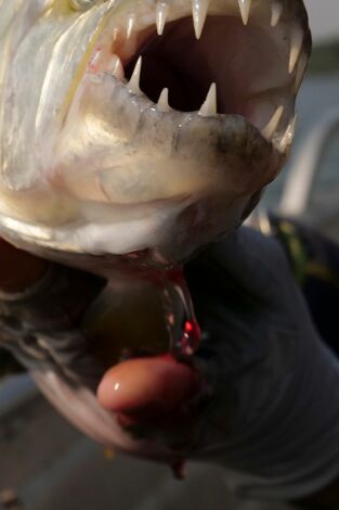 Fish Or Die. Fish Or Die: El ojo del pez tigre