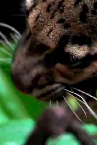 Extinct Or Alive, Season 1. T(T1). Extinct Or Alive,... (T1): El leopardo nublado de Formosa
