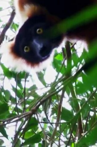 Extinct Or Alive, Season 1. T(T1). Extinct Or Alive,... (T1): El pachylemur