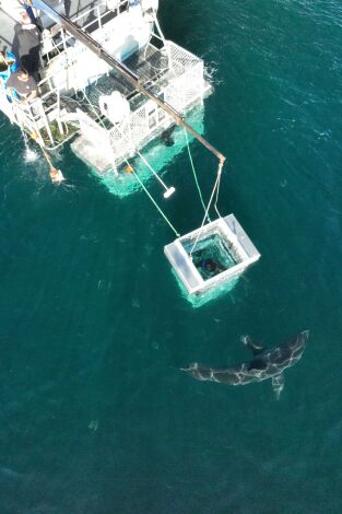 Tiburones en la costa. T(T1). Tiburones en la costa (T1)