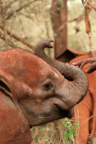 Dodo Heroes. Dodo Heroes: Rescate de una cría de elefante