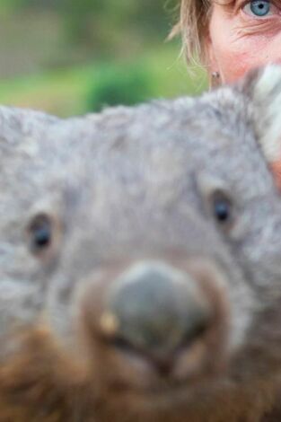 Dodo Heroes. Dodo Heroes: Una casa llena de wombats