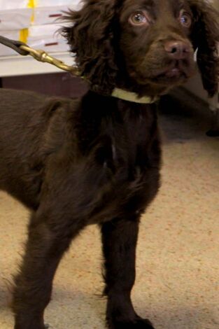 Perros detectives. T(T1). Perros detectives (T1): Dar la talla