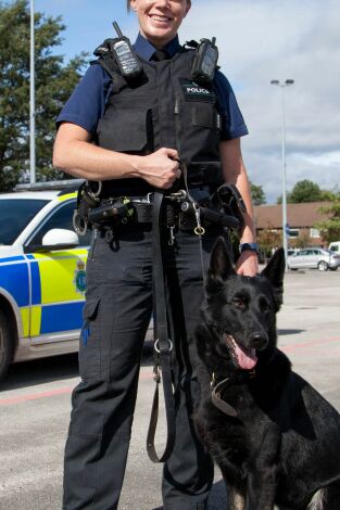 Perros detectives. T(T1). Perros detectives (T1): A pesar de todo