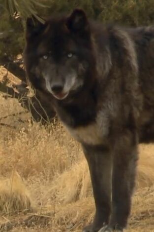 Veterinario en apuros. T(T6). Veterinario en... (T6): En casa con los lobos