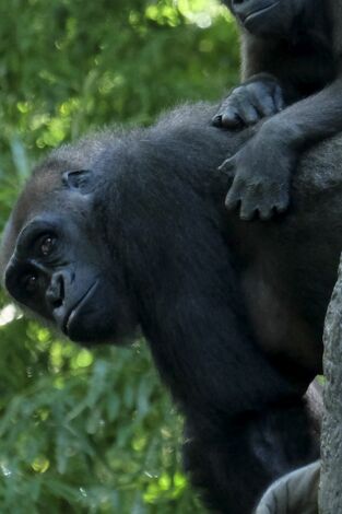 El zoo del Bronx. T(T1). El zoo del Bronx (T1): Un propósito superior