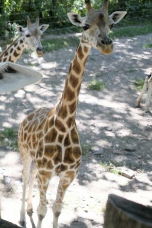 El zoo del Bronx. T(T1). El zoo del Bronx (T1): Regreso a África