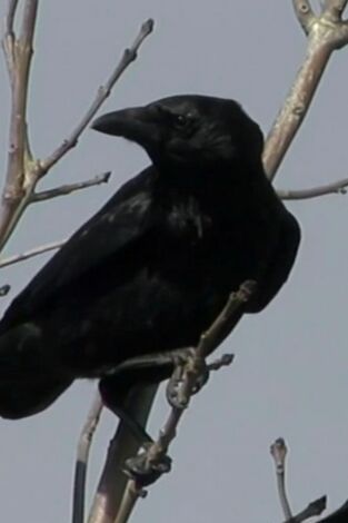 Misterios de la naturaleza. Misterios de la...: La escena del crimen de los cuervos
