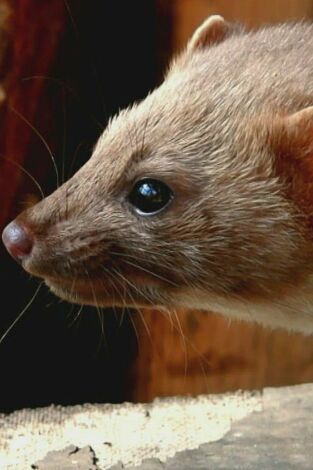Misterios de la naturaleza. Misterios de la...: Animales vándalos