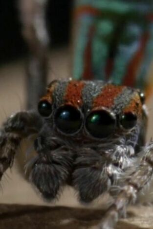 Misterios de la naturaleza. Misterios de la...: Araña disco