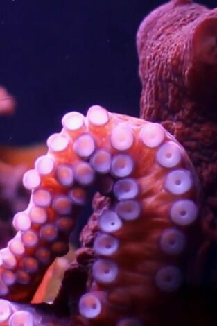 Misterios de la naturaleza. Misterios de la...: ¡Lanzamiento de pulpo!