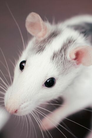 Misterios de la naturaleza. Misterios de la...: Ratas risueñas
