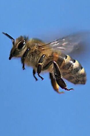 Misterios de la naturaleza. Misterios de la...: Enjambre de abejas en Times Square