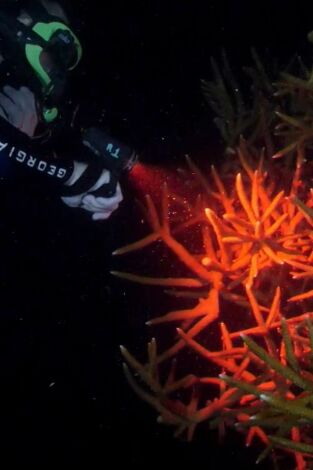 The Aquarium. T(T2). The Aquarium (T2): Super Bowl en el coral