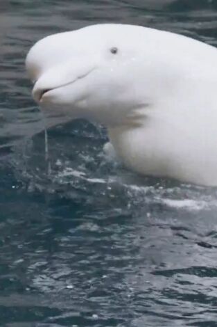 The Aquarium. T(T2). The Aquarium (T2): Grande, ande o no ande