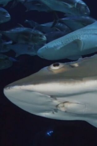 The Aquarium. T(T2). The Aquarium (T2): Sorpresa de Big Momma