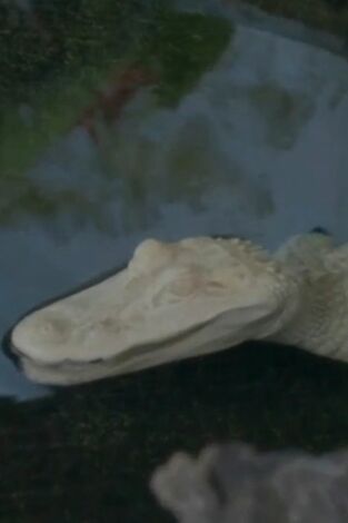 The Aquarium. T(T2). The Aquarium (T2): Cocodrilos fantasmas