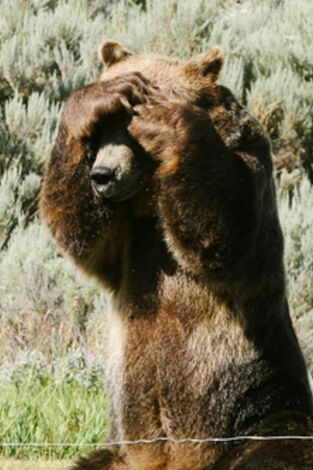Man Vs Bear. T(T1). Man Vs Bear (T1): Instinto básico