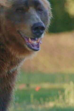 Man Vs Bear. T(T1). Man Vs Bear (T1): Kannonball humano
