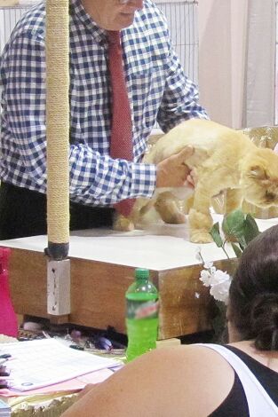 Gran-Diosa. T(T2). Gran-Diosa (T2): Una exposición felina muy especial
