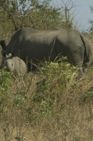 Wild Frank en África. Wild Frank en África: Ep.6
