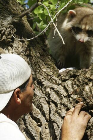 Wild Frank en California. Wild Frank en California: Ep.6