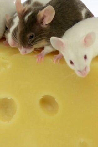 ¿Cómo lo hacen? Mundo animal. ¿Cómo lo hacen? Mundo...: Ratones con queso y manatíes flatulentos
