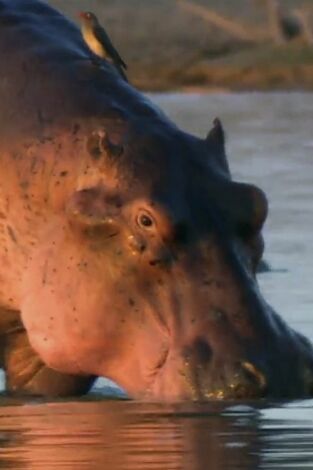 ¿Cómo lo hacen? Mundo animal. ¿Cómo lo hacen? Mundo...: Ballenas voladoras y protección solar para hipopótamos