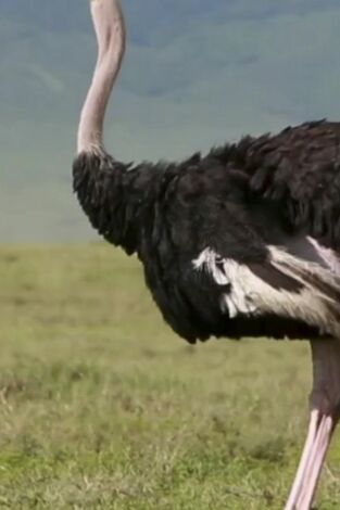 ¿Cómo lo hacen? Mundo animal. ¿Cómo lo hacen? Mundo...: Súper perezosos y maratones de avestruz