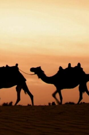 ¿Cómo lo hacen? Mundo animal. ¿Cómo lo hacen? Mundo...: Hámsters atrevidos y jorobas de camellos