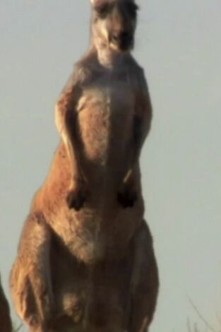 ¿Cómo lo hacen? Mundo animal. ¿Cómo lo hacen? Mundo...: Perros, saltos de canguro y buitres