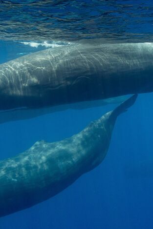 ¿Cómo lo hacen? Mundo animal. ¿Cómo lo hacen? Mundo...: Rinocerontes mimosos y narices extrañas