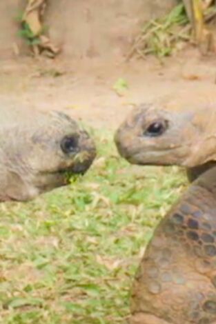 The Irwins. T(T1). The Irwins (T1): La primera cita de la tortuga