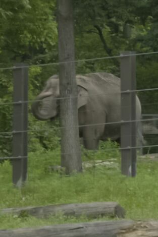El zoo del Bronx. T(T5). El zoo del Bronx (T5): El elefante vecino